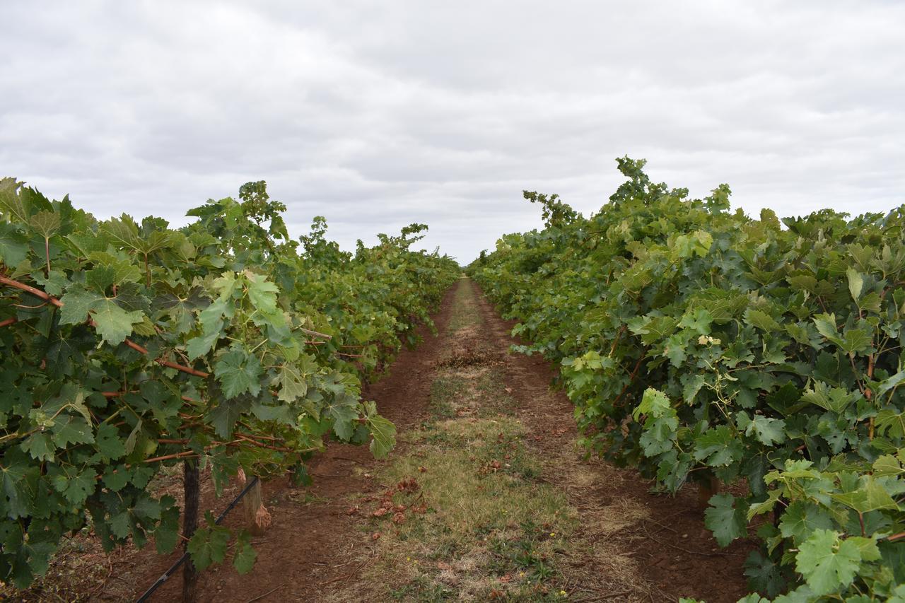 A Coonawarra Experience Lejlighed Penola Eksteriør billede